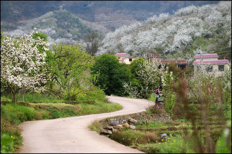 【春天,广西桂林灌阳县向您发出邀请!】我们在灌阳看梨花 - 游山玩水 - 巴中生活社区 - 巴中28生活网 bazhong.28life.com