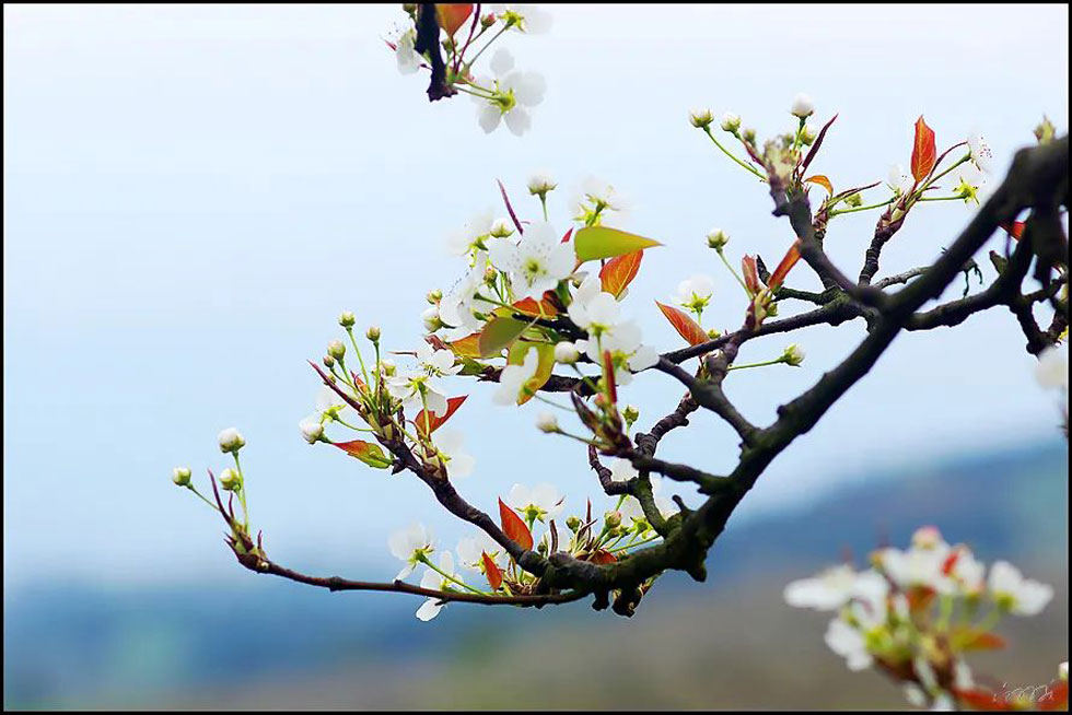 【春天,广西桂林灌阳县向您发出邀请!】我们在灌阳看梨花 - 游山玩水 - 巴中生活社区 - 巴中28生活网 bazhong.28life.com