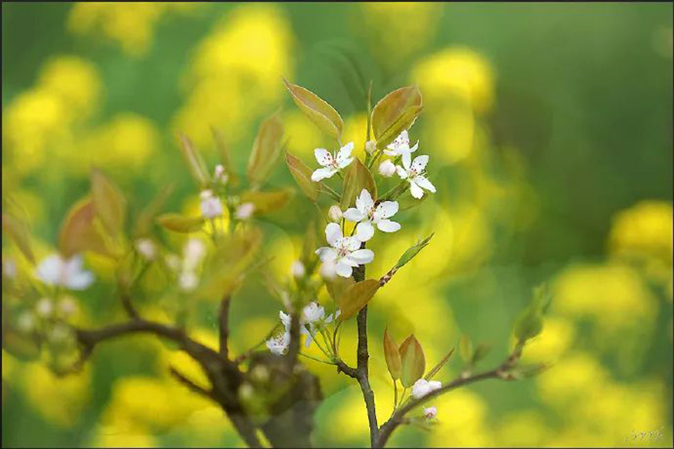 【春天,广西桂林灌阳县向您发出邀请!】我们在灌阳看梨花 - 游山玩水 - 巴中生活社区 - 巴中28生活网 bazhong.28life.com