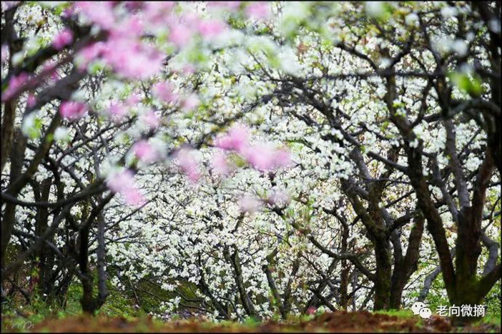 【春天,广西桂林灌阳县向您发出邀请!】我们在灌阳看梨花 - 游山玩水 - 巴中生活社区 - 巴中28生活网 bazhong.28life.com