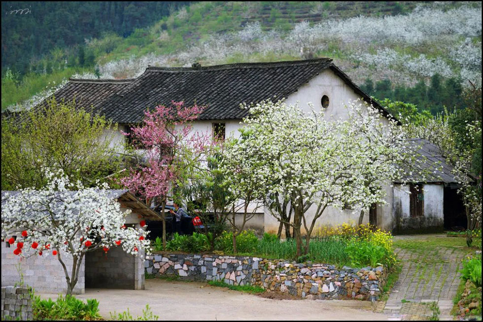 【春天,广西桂林灌阳县向您发出邀请!】我们在灌阳看梨花 - 游山玩水 - 巴中生活社区 - 巴中28生活网 bazhong.28life.com