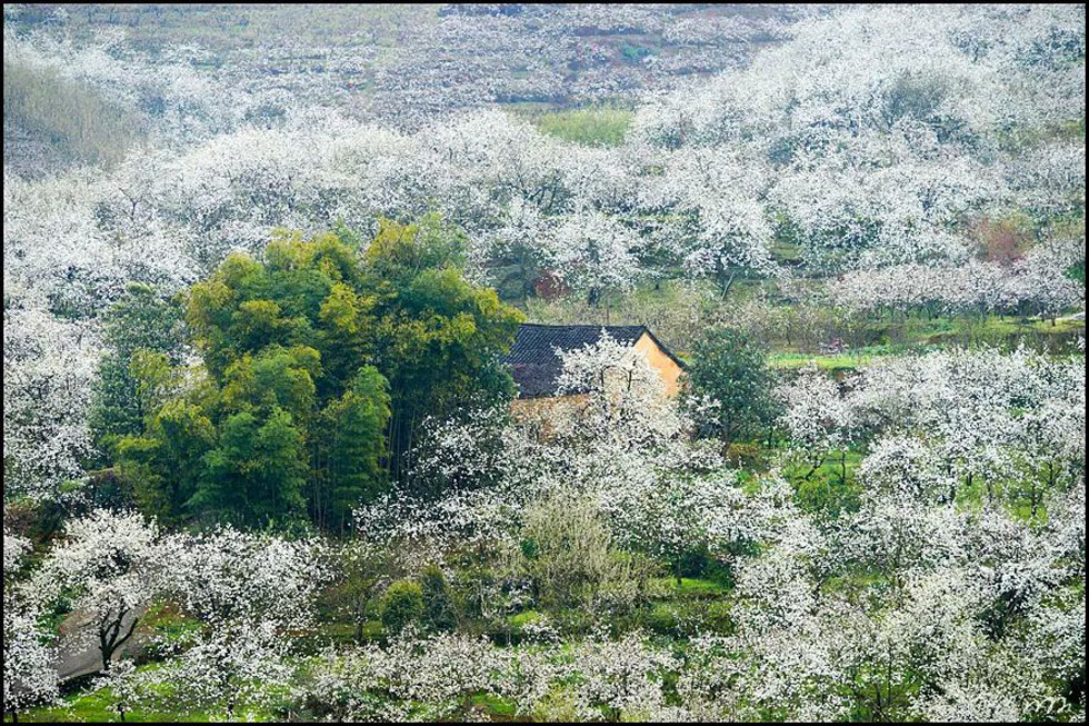 【春天,广西桂林灌阳县向您发出邀请!】我们在灌阳看梨花 - 游山玩水 - 巴中生活社区 - 巴中28生活网 bazhong.28life.com