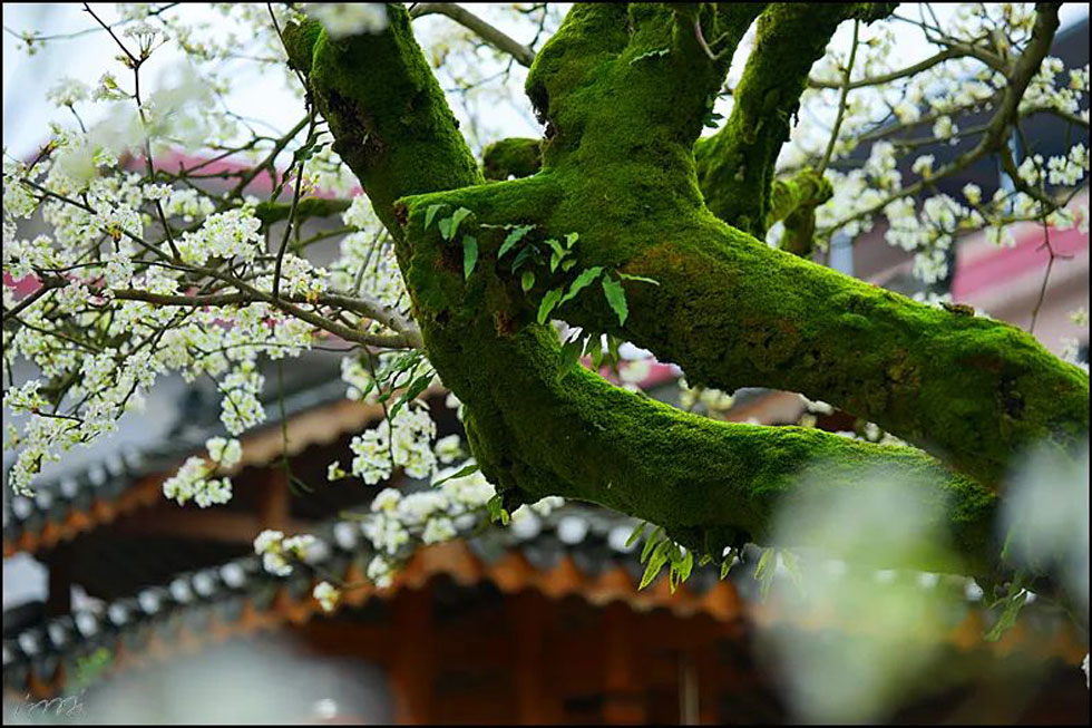 【春天,广西桂林灌阳县向您发出邀请!】我们在灌阳看梨花 - 游山玩水 - 巴中生活社区 - 巴中28生活网 bazhong.28life.com