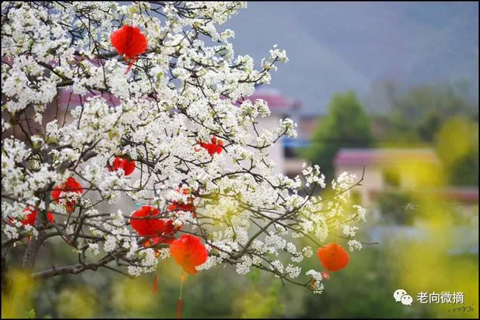 【春天,广西桂林灌阳县向您发出邀请!】我们在灌阳看梨花 - 游山玩水 - 巴中生活社区 - 巴中28生活网 bazhong.28life.com