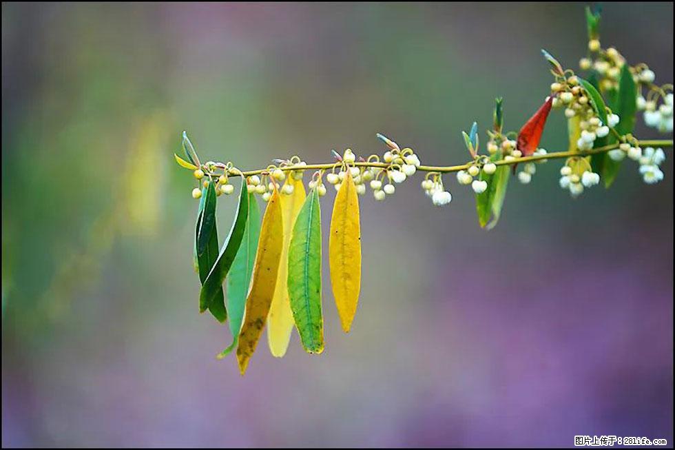 【春天,广西桂林灌阳县向您发出邀请!】米珠山前有片山苍子花在飘香 - 游山玩水 - 巴中生活社区 - 巴中28生活网 bazhong.28life.com