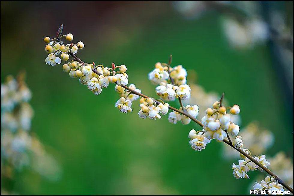 【春天,广西桂林灌阳县向您发出邀请!】米珠山前有片山苍子花在飘香 - 游山玩水 - 巴中生活社区 - 巴中28生活网 bazhong.28life.com