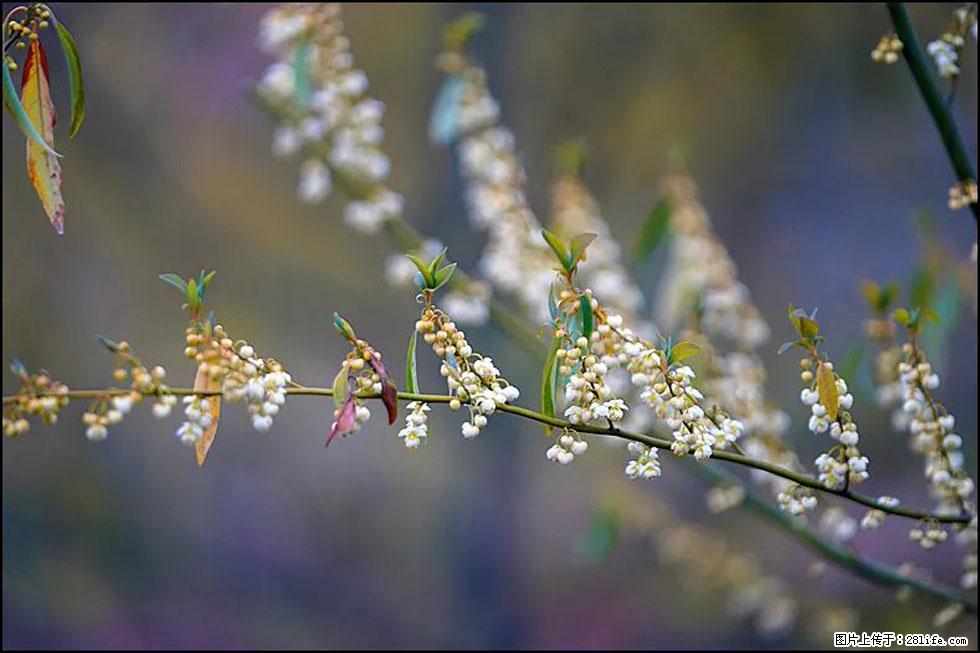【春天,广西桂林灌阳县向您发出邀请!】米珠山前有片山苍子花在飘香 - 游山玩水 - 巴中生活社区 - 巴中28生活网 bazhong.28life.com