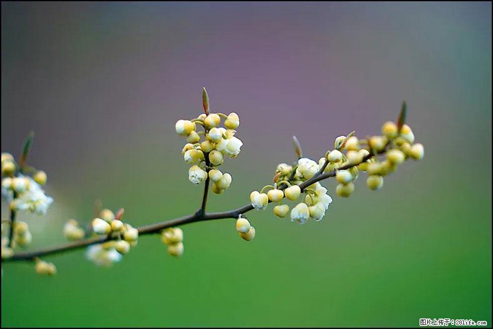 【春天,广西桂林灌阳县向您发出邀请!】米珠山前有片山苍子花在飘香 - 游山玩水 - 巴中生活社区 - 巴中28生活网 bazhong.28life.com