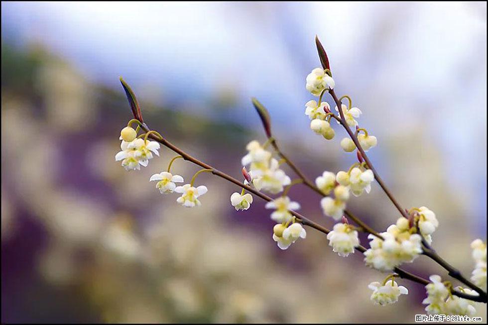 【春天,广西桂林灌阳县向您发出邀请!】米珠山前有片山苍子花在飘香 - 游山玩水 - 巴中生活社区 - 巴中28生活网 bazhong.28life.com
