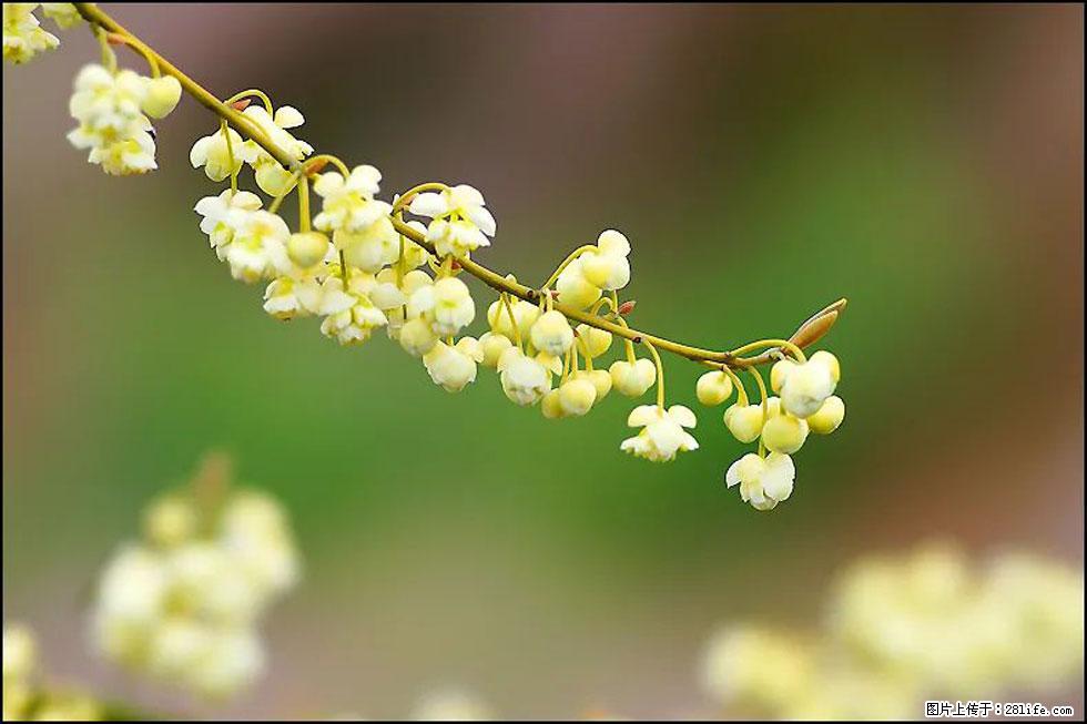 【春天,广西桂林灌阳县向您发出邀请!】米珠山前有片山苍子花在飘香 - 游山玩水 - 巴中生活社区 - 巴中28生活网 bazhong.28life.com