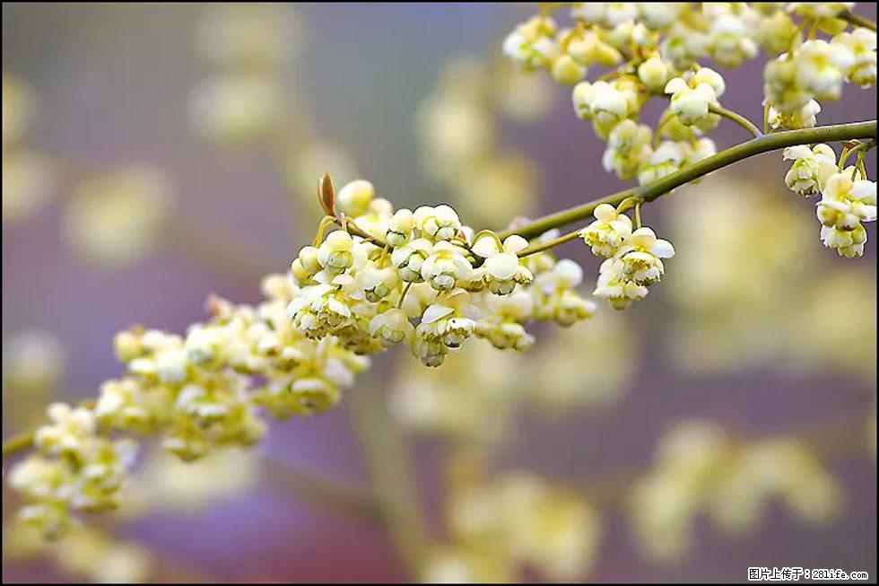 【春天,广西桂林灌阳县向您发出邀请!】米珠山前有片山苍子花在飘香 - 游山玩水 - 巴中生活社区 - 巴中28生活网 bazhong.28life.com