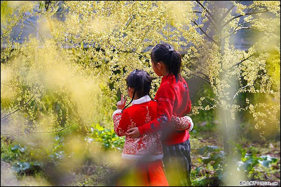 【春天,广西桂林灌阳县向您发出邀请!】米珠山前有片山苍子花在飘香 - 游山玩水 - 巴中生活社区 - 巴中28生活网 bazhong.28life.com