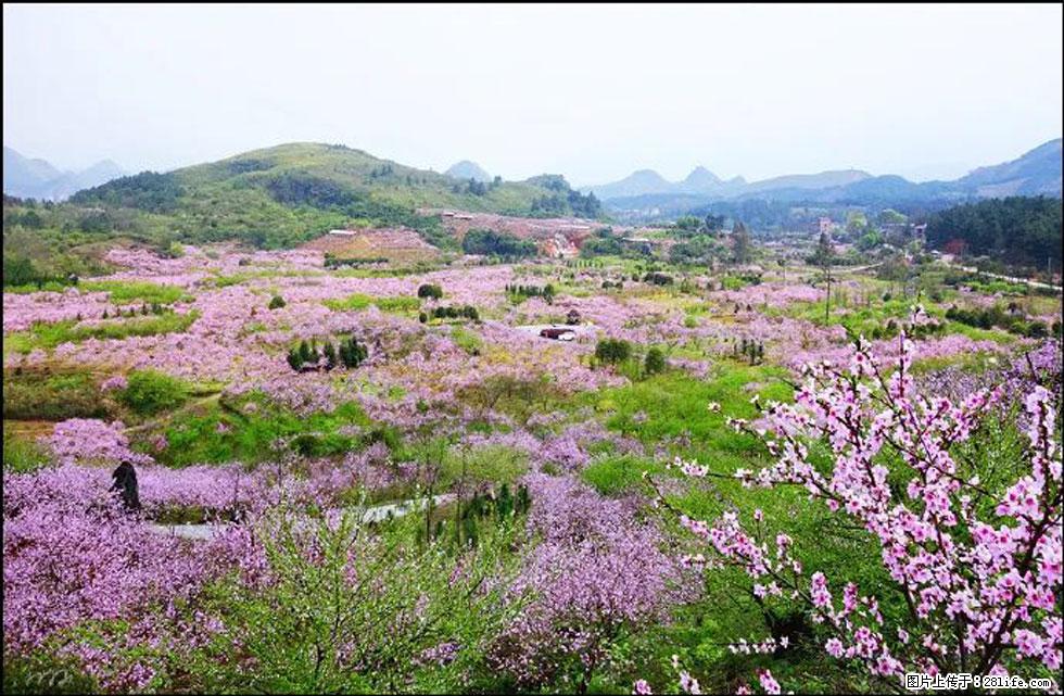 【春天,广西桂林灌阳县向您发出邀请!】官庄村有个醉美的桃花园 - 游山玩水 - 巴中生活社区 - 巴中28生活网 bazhong.28life.com