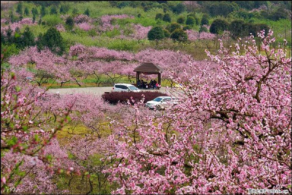 【春天,广西桂林灌阳县向您发出邀请!】官庄村有个醉美的桃花园 - 游山玩水 - 巴中生活社区 - 巴中28生活网 bazhong.28life.com