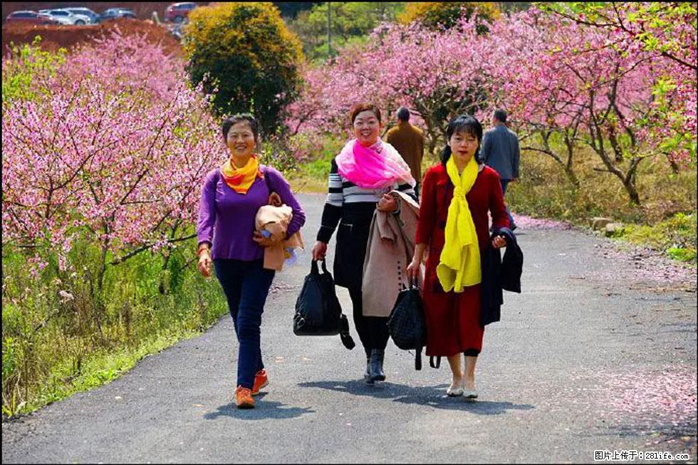 【春天,广西桂林灌阳县向您发出邀请!】官庄村有个醉美的桃花园 - 游山玩水 - 巴中生活社区 - 巴中28生活网 bazhong.28life.com