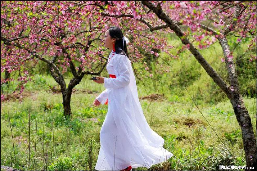 【春天,广西桂林灌阳县向您发出邀请!】官庄村有个醉美的桃花园 - 游山玩水 - 巴中生活社区 - 巴中28生活网 bazhong.28life.com