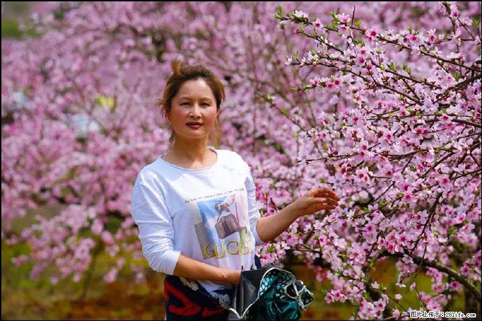 【春天,广西桂林灌阳县向您发出邀请!】官庄村有个醉美的桃花园 - 游山玩水 - 巴中生活社区 - 巴中28生活网 bazhong.28life.com