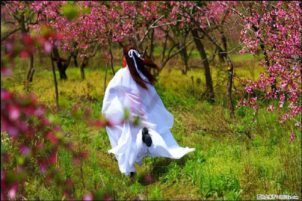 【春天,广西桂林灌阳县向您发出邀请!】官庄村有个醉美的桃花园 - 游山玩水 - 巴中生活社区 - 巴中28生活网 bazhong.28life.com