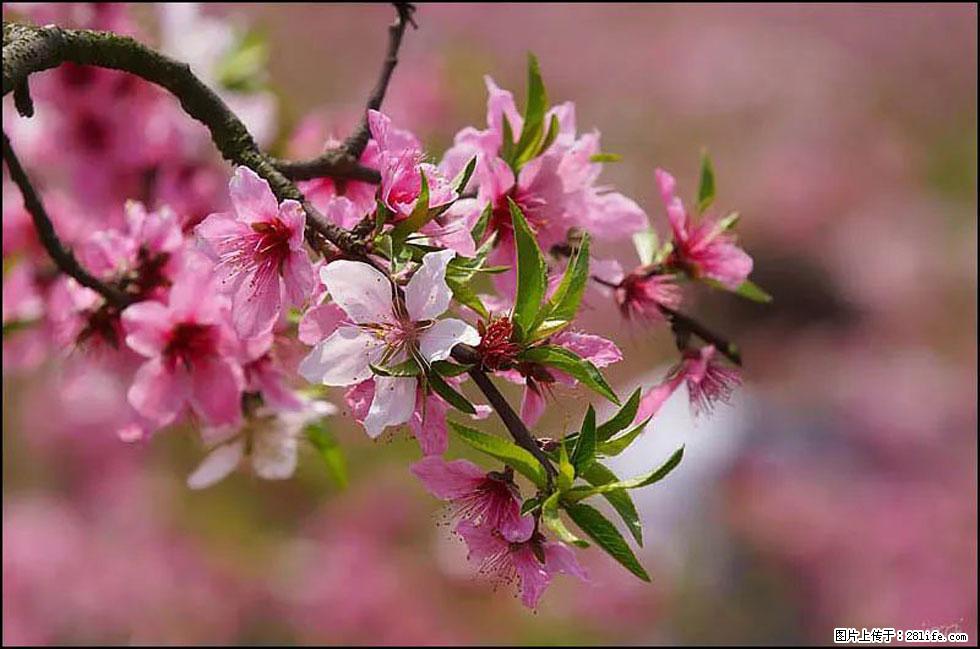 【春天,广西桂林灌阳县向您发出邀请!】官庄村有个醉美的桃花园 - 游山玩水 - 巴中生活社区 - 巴中28生活网 bazhong.28life.com