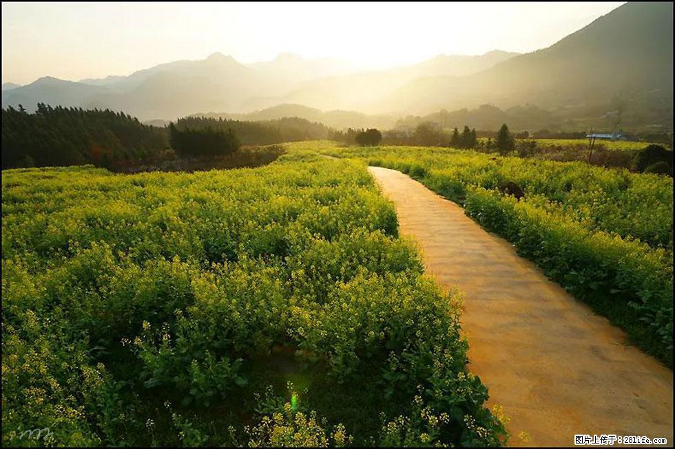 【春天,广西桂林灌阳县向您发出邀请!】长坪村油菜盛情花开 - 游山玩水 - 巴中生活社区 - 巴中28生活网 bazhong.28life.com