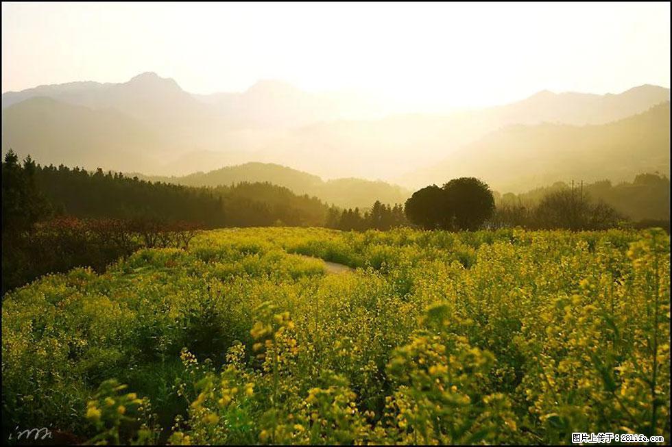 【春天,广西桂林灌阳县向您发出邀请!】长坪村油菜盛情花开 - 游山玩水 - 巴中生活社区 - 巴中28生活网 bazhong.28life.com
