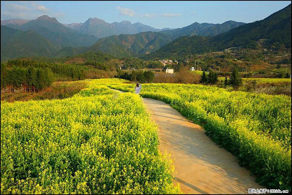 【春天,广西桂林灌阳县向您发出邀请!】长坪村油菜盛情花开 - 游山玩水 - 巴中生活社区 - 巴中28生活网 bazhong.28life.com