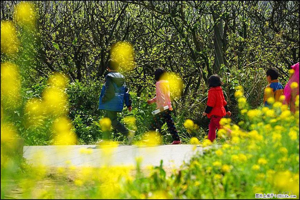 【春天,广西桂林灌阳县向您发出邀请!】长坪村油菜盛情花开 - 游山玩水 - 巴中生活社区 - 巴中28生活网 bazhong.28life.com