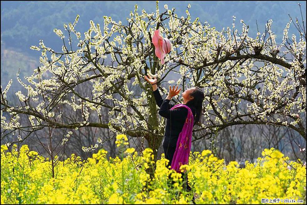 【春天,广西桂林灌阳县向您发出邀请!】长坪村油菜盛情花开 - 游山玩水 - 巴中生活社区 - 巴中28生活网 bazhong.28life.com