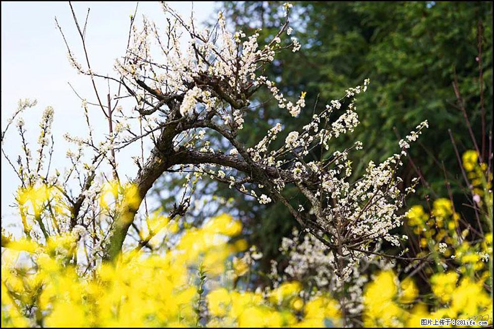 【春天,广西桂林灌阳县向您发出邀请!】长坪村油菜盛情花开 - 游山玩水 - 巴中生活社区 - 巴中28生活网 bazhong.28life.com
