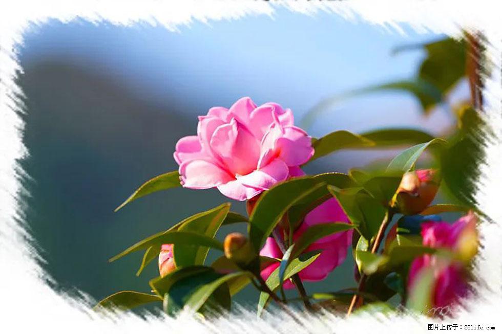 【春天,广西桂林灌阳县向您发出邀请!】杨柳井茶花惹人爱 - 游山玩水 - 巴中生活社区 - 巴中28生活网 bazhong.28life.com