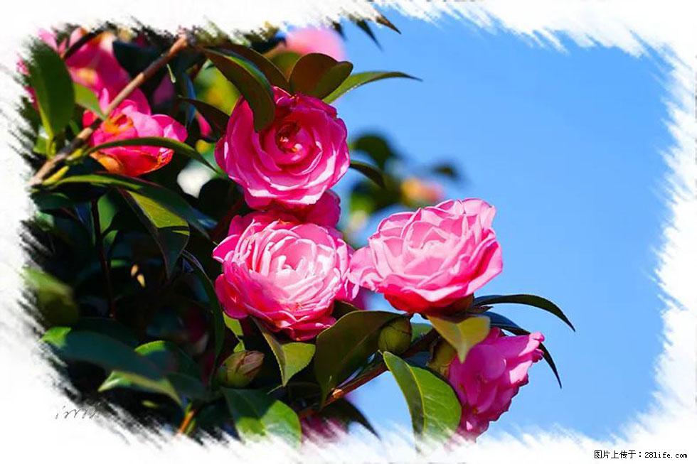 【春天,广西桂林灌阳县向您发出邀请!】杨柳井茶花惹人爱 - 游山玩水 - 巴中生活社区 - 巴中28生活网 bazhong.28life.com