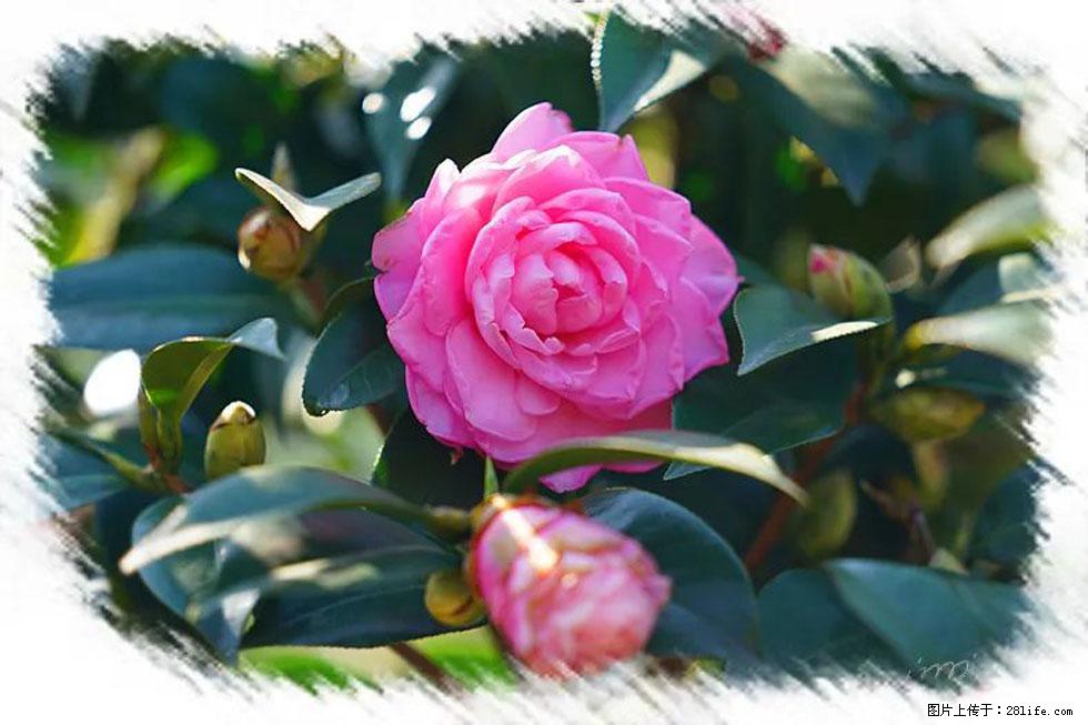 【春天,广西桂林灌阳县向您发出邀请!】杨柳井茶花惹人爱 - 游山玩水 - 巴中生活社区 - 巴中28生活网 bazhong.28life.com