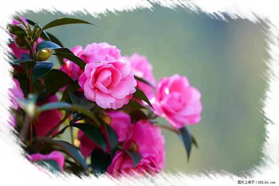 【春天,广西桂林灌阳县向您发出邀请!】杨柳井茶花惹人爱 - 游山玩水 - 巴中生活社区 - 巴中28生活网 bazhong.28life.com