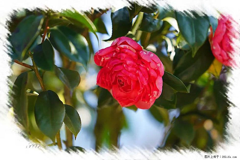 【春天,广西桂林灌阳县向您发出邀请!】杨柳井茶花惹人爱 - 游山玩水 - 巴中生活社区 - 巴中28生活网 bazhong.28life.com