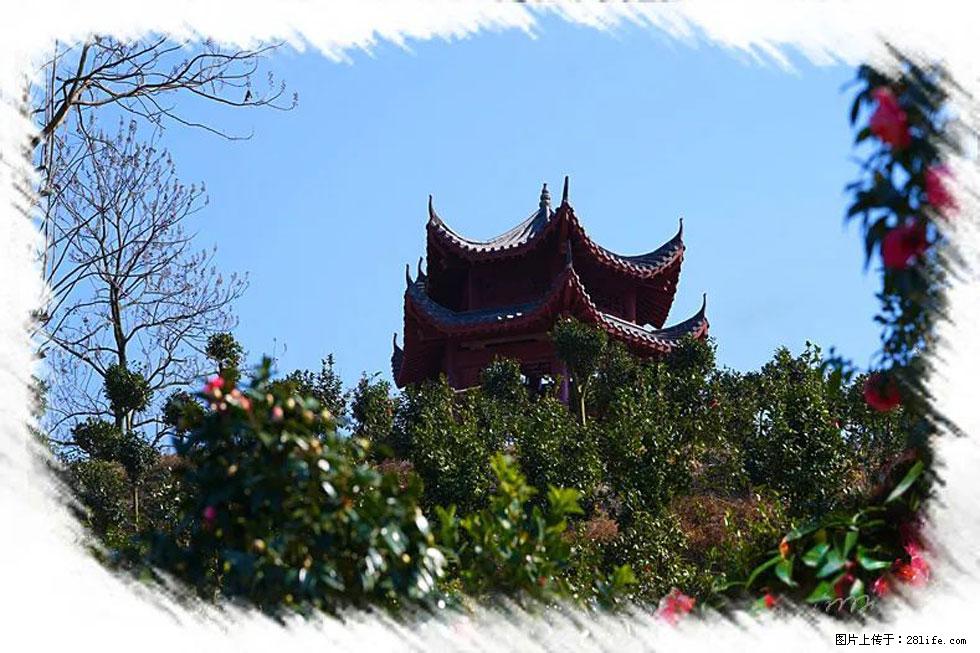 【春天,广西桂林灌阳县向您发出邀请!】杨柳井茶花惹人爱 - 游山玩水 - 巴中生活社区 - 巴中28生活网 bazhong.28life.com