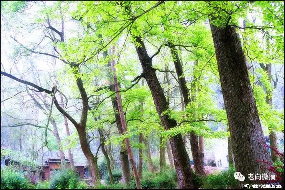 【春天,广西桂林灌阳县向您发出邀请!】在小龙村与春天约会 - 游山玩水 - 巴中生活社区 - 巴中28生活网 bazhong.28life.com