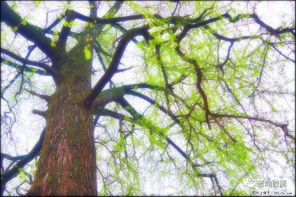 【春天,广西桂林灌阳县向您发出邀请!】在小龙村与春天约会 - 游山玩水 - 巴中生活社区 - 巴中28生活网 bazhong.28life.com