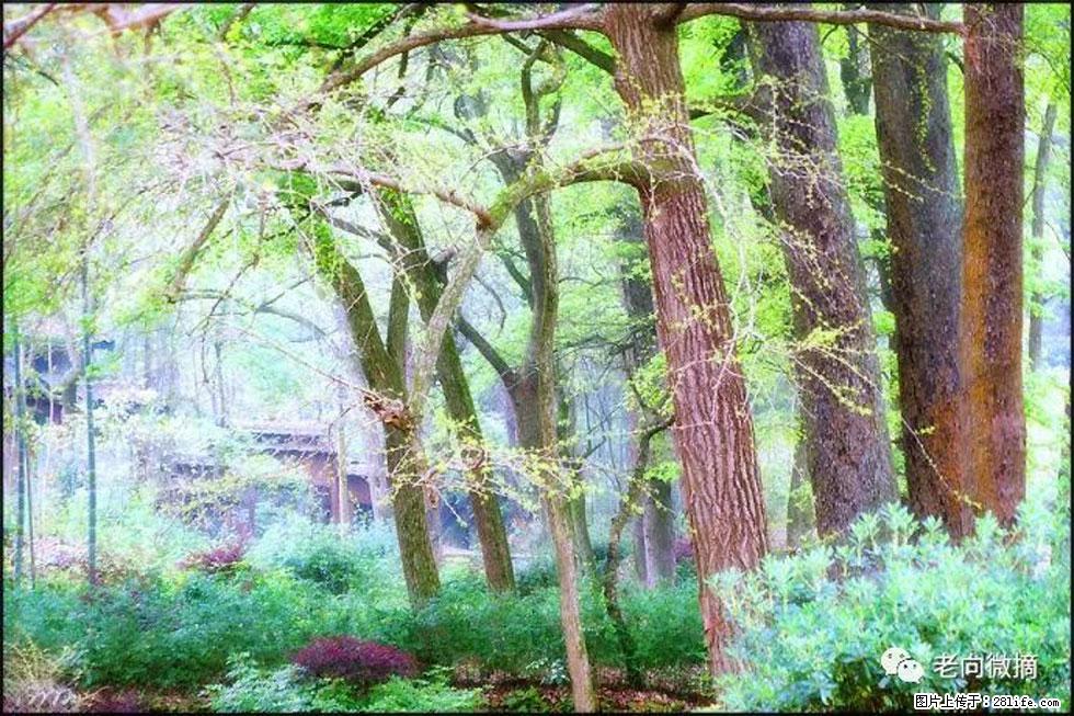 【春天,广西桂林灌阳县向您发出邀请!】在小龙村与春天约会 - 游山玩水 - 巴中生活社区 - 巴中28生活网 bazhong.28life.com