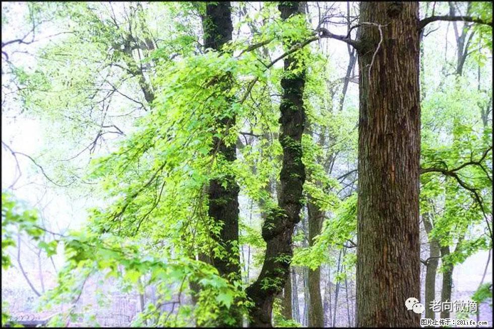 【春天,广西桂林灌阳县向您发出邀请!】在小龙村与春天约会 - 游山玩水 - 巴中生活社区 - 巴中28生活网 bazhong.28life.com