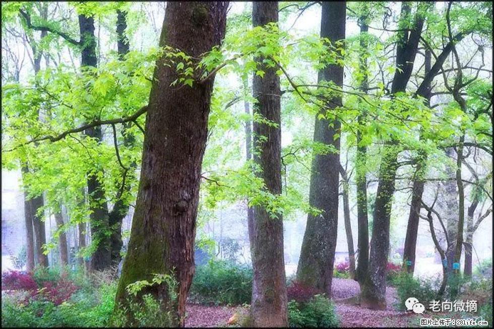 【春天,广西桂林灌阳县向您发出邀请!】在小龙村与春天约会 - 游山玩水 - 巴中生活社区 - 巴中28生活网 bazhong.28life.com