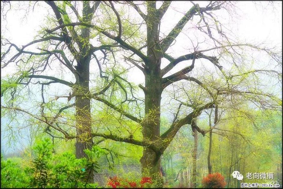 【春天,广西桂林灌阳县向您发出邀请!】在小龙村与春天约会 - 游山玩水 - 巴中生活社区 - 巴中28生活网 bazhong.28life.com