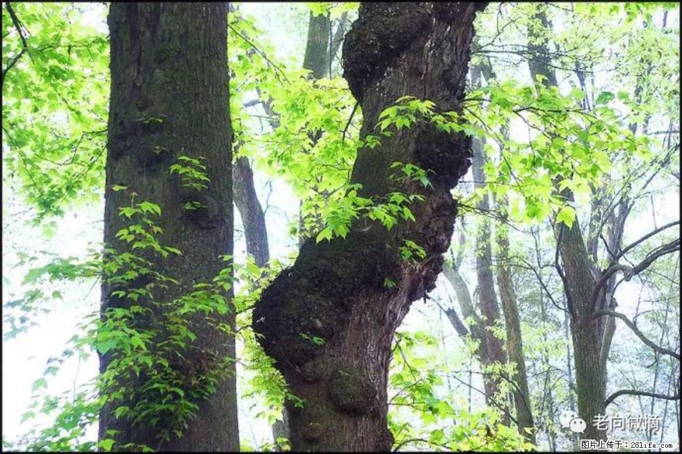 【春天,广西桂林灌阳县向您发出邀请!】在小龙村与春天约会 - 游山玩水 - 巴中生活社区 - 巴中28生活网 bazhong.28life.com