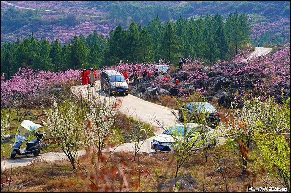 【春天,广西桂林灌阳县向您发出邀请!】望月岭上桃花开 - 游山玩水 - 巴中生活社区 - 巴中28生活网 bazhong.28life.com
