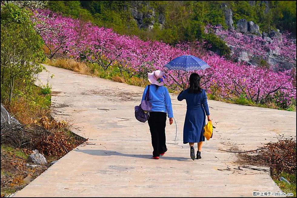 【春天,广西桂林灌阳县向您发出邀请!】望月岭上桃花开 - 游山玩水 - 巴中生活社区 - 巴中28生活网 bazhong.28life.com