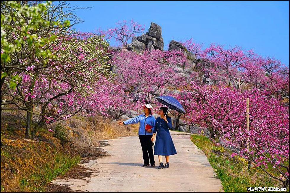 【春天,广西桂林灌阳县向您发出邀请!】望月岭上桃花开 - 游山玩水 - 巴中生活社区 - 巴中28生活网 bazhong.28life.com