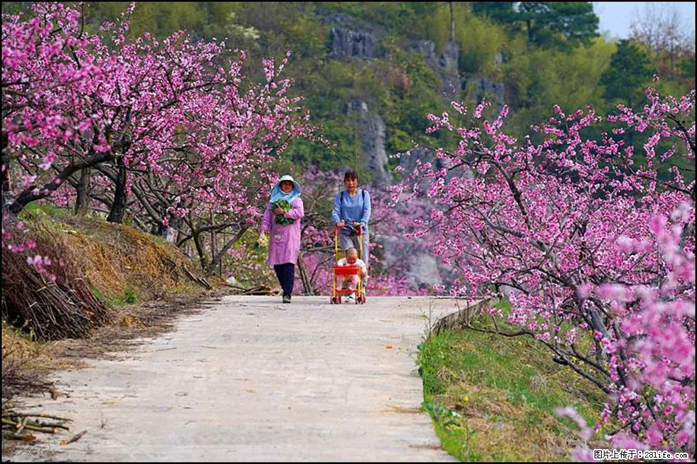 【春天,广西桂林灌阳县向您发出邀请!】望月岭上桃花开 - 游山玩水 - 巴中生活社区 - 巴中28生活网 bazhong.28life.com