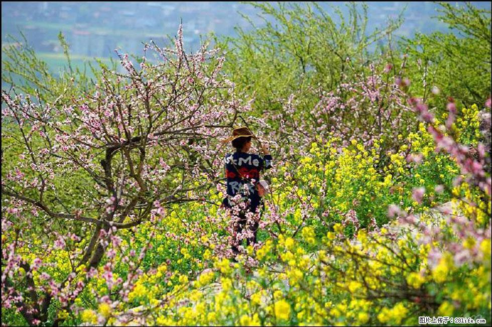 【春天,广西桂林灌阳县向您发出邀请!】望月岭上桃花开 - 游山玩水 - 巴中生活社区 - 巴中28生活网 bazhong.28life.com