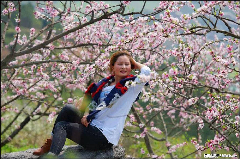 【春天,广西桂林灌阳县向您发出邀请!】望月岭上桃花开 - 游山玩水 - 巴中生活社区 - 巴中28生活网 bazhong.28life.com
