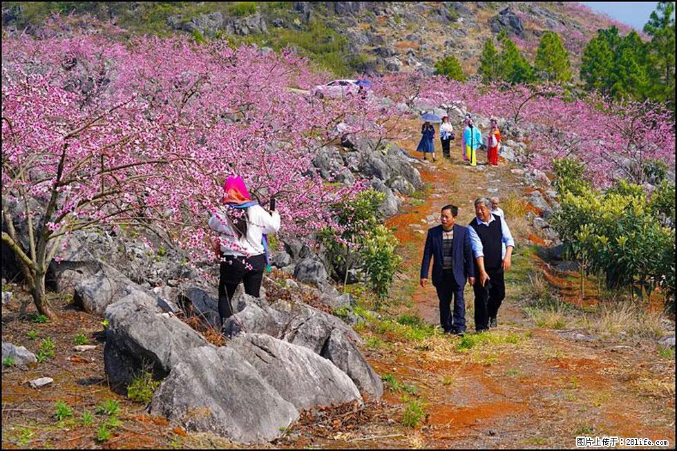 【春天,广西桂林灌阳县向您发出邀请!】望月岭上桃花开 - 游山玩水 - 巴中生活社区 - 巴中28生活网 bazhong.28life.com