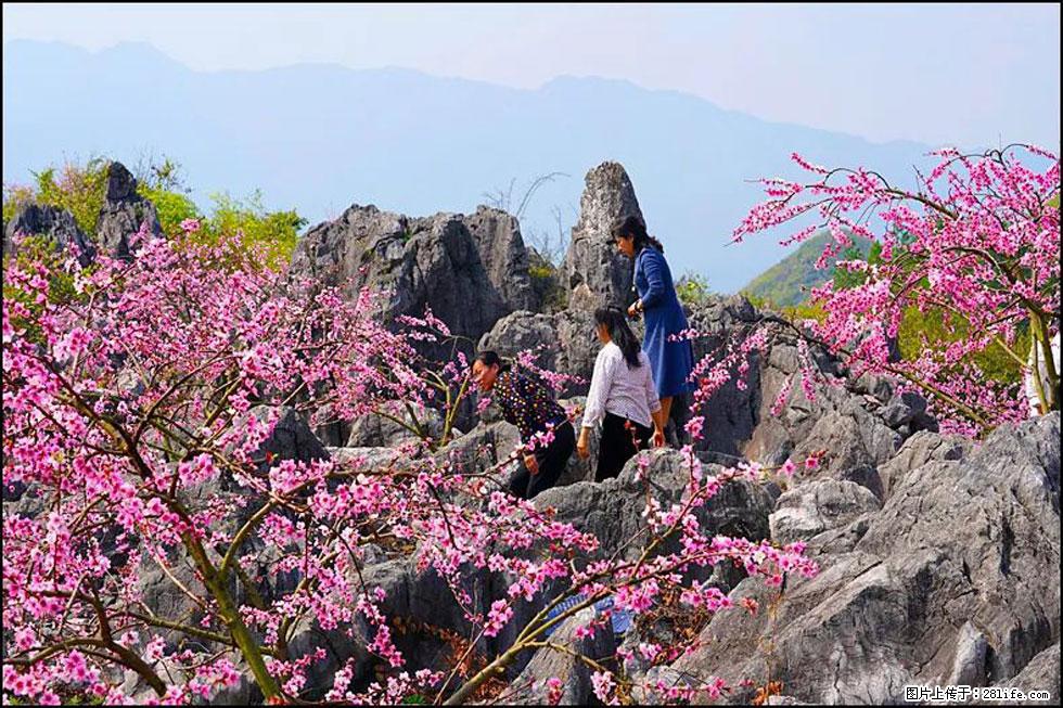 【春天,广西桂林灌阳县向您发出邀请!】望月岭上桃花开 - 游山玩水 - 巴中生活社区 - 巴中28生活网 bazhong.28life.com